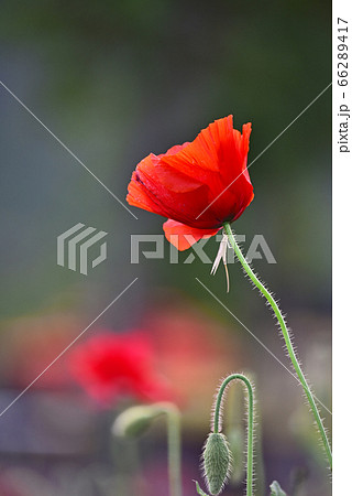ケシ 花 ヒナゲシ 66289417