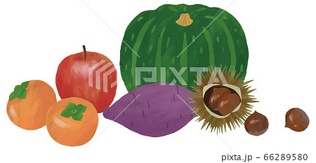 野菜 果物 りんご 柿 さつまいも 栗 かぼちゃ イラスト 手描き 水彩のイラスト素材