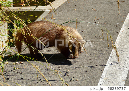ハクビシン・道路で餌拾い 66289737