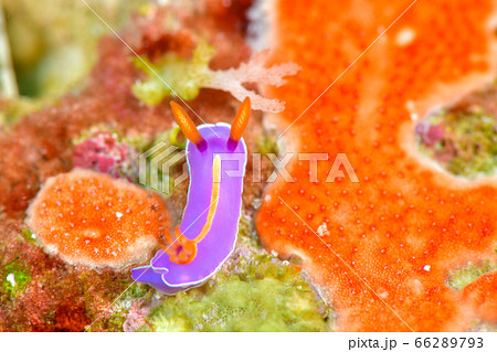 キイッポンウミウシ キイッポンウミウシ 66289793