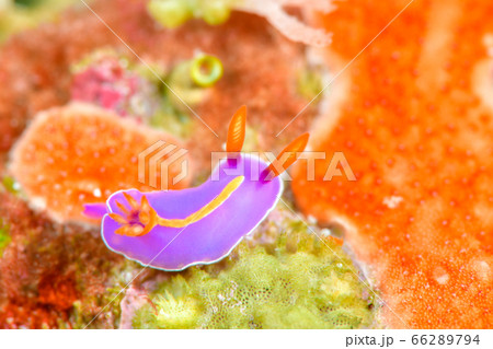 キイッポンウミウシ キイッポンウミウシ 66289794