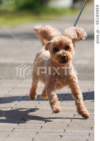 散歩するトイプードル 66289869