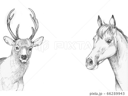 モノクロの鹿と馬のイラスト素材