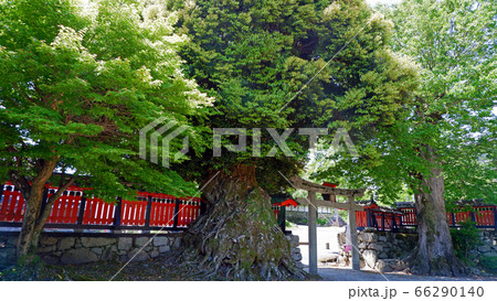 大津 坂本 大将軍神社 大津 坂本 大将軍神社 66290140