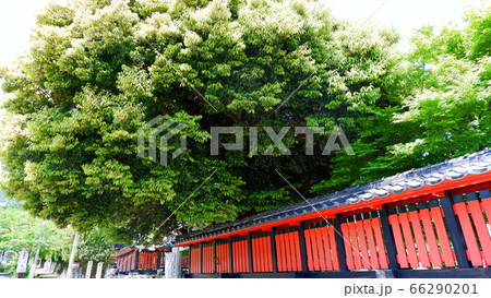 大津　坂本　大将軍神社 66290201