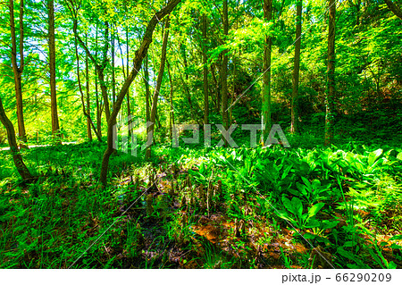 くろんど園地 八つ橋のラクウショウの森 くろんど園地 八つ橋のラクウショウの森 66290209