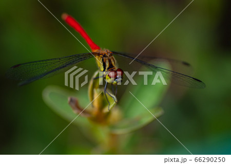 草むらに止まる赤とんぼ 66290250