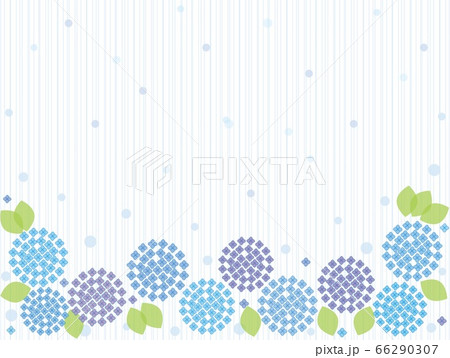 紫陽花　雨 66290307