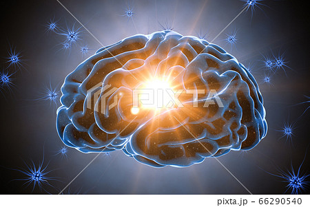 Brain impulses. Neuron system. Human anatomy. transferring pulses and generating information. 3d rendering 66290540