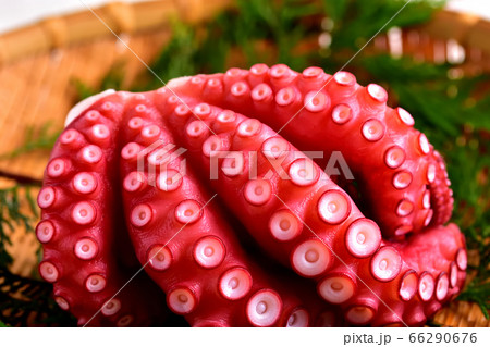 刺身用ゆでマダコ 66290676