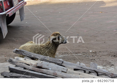 バングラデシュのコックスバザール　海岸沿いの村に停車中のオートリキシャ　路上に座る可愛い羊 66290758