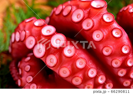 刺身用ゆでマダコ 刺身用ゆでマダコ 66290811