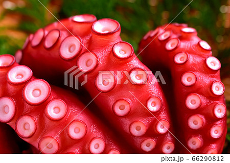 刺身用ゆでマダコ 66290812