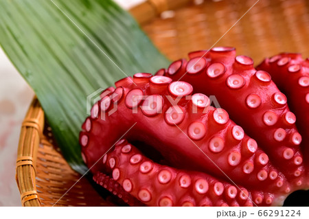 刺身用ゆでマダコ 66291224