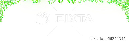 新緑の優しい木漏れ日の背景 白バック のイラスト素材