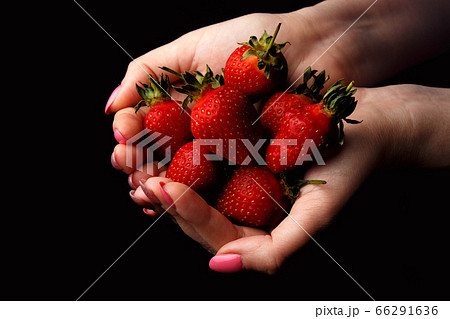 Girl holding ripe strawberries isolated on black 66291636