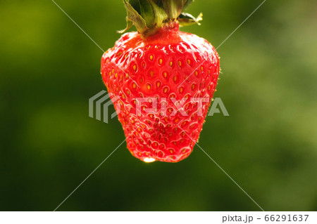 Fresh bright juicy ripe large strawberry on a 66291637