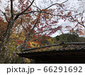 紅葉 66291692