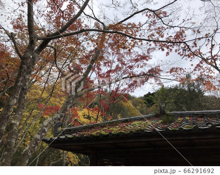 紅葉 紅葉 66291692