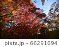 紅葉 66291694