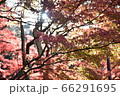 紅葉 66291695