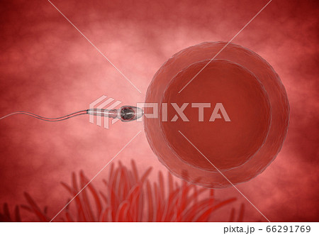 sperm. Spermatozoons, floating to ovule. egg cell - 3d render 66291769