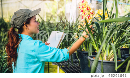 The girl notes the changes, orchid growth in the garden. Beautiful (Orchid) background in nature The girl notes the changes, orchid growth in the garden. Beautiful (Orchid) background in nature 66291841