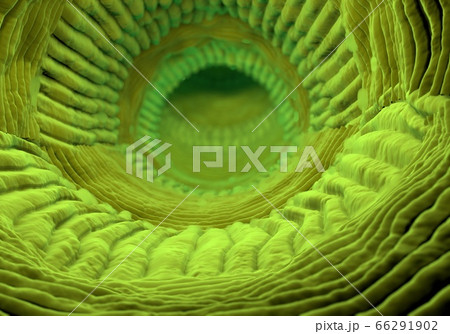 inside human organism view. Virus in . Organic anatomy structure. 3d rendering 66291902