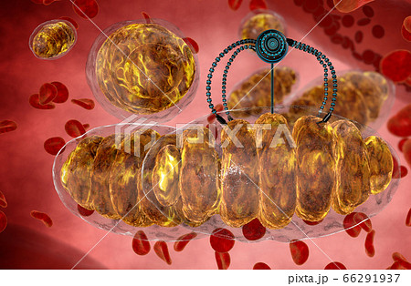 nanorobot and mitochondrion. Medical concept anatomical future. Human anatomy, 3d rendering nanorobot and mitochondrion. Medical concept anatomical future. Human anatomy, 3d rendering 66291937
