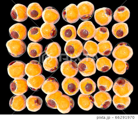 Fat Cells from adipose tissue. adipocytes. inside human organism. isolate Fat Cells from adipose tissue. adipocytes. inside human organism. isolate 66291970