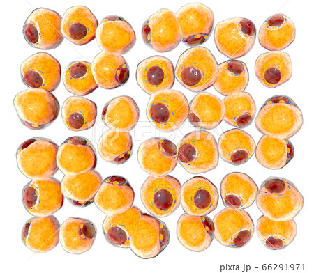 Fat Cells from adipose tissue. adipocytes. inside human organism. isolate Fat Cells from adipose tissue. adipocytes. inside human organism. isolate 66291971