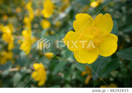 黄色い花 黄色い花 66292655