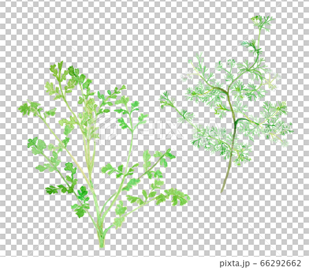 Coriandrum sativum コリアンダー/パクチー/香菜　幼葉と成葉と花 66292662
