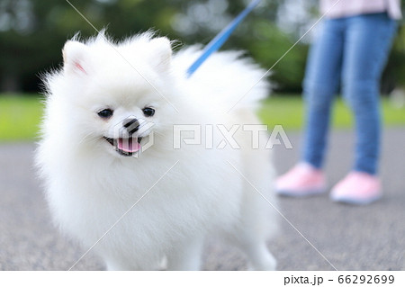 公園で女の子が愛犬ポメラニアンと散歩中 公園で女の子が愛犬ポメラニアンと散歩中 66292699