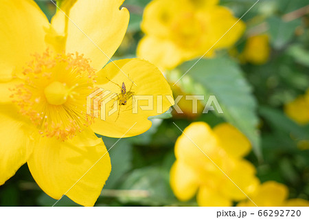 花とクモ 66292720