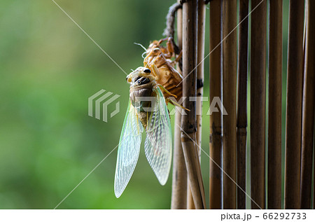 殻を出て翅を得て、新しい生活を始めようとしている蝉（セミ） 66292733