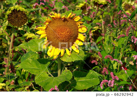ひまわり 66292942