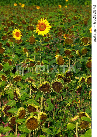 ひまわり 66292943