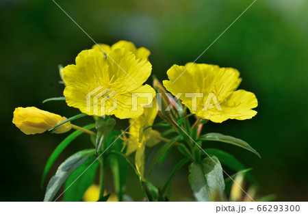 月見草 66293300