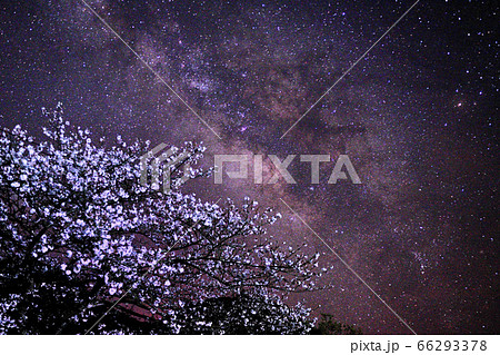 志岐ダムのサクラ 志岐ダムのサクラ 66293378