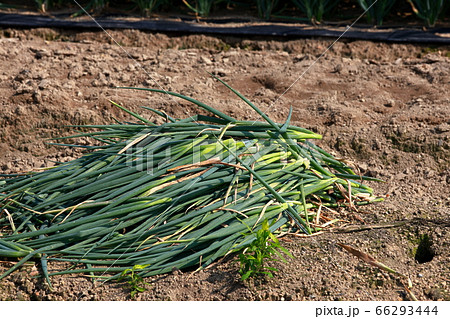 ネギ 66293444
