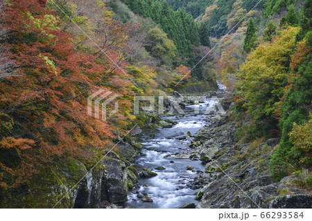 紅葉の富郷渓谷 66293584