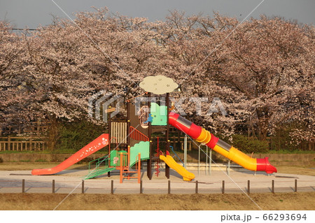 桜眺めれる布瀬公園の写真素材 [66293694] - PIXTA