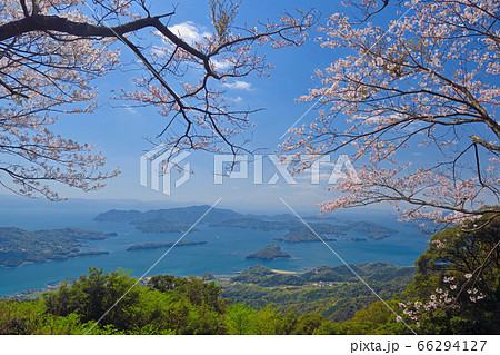 倉岳のサクラ 66294127