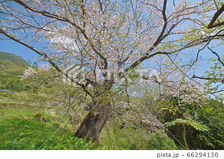 迫本の美月大桜 66294130