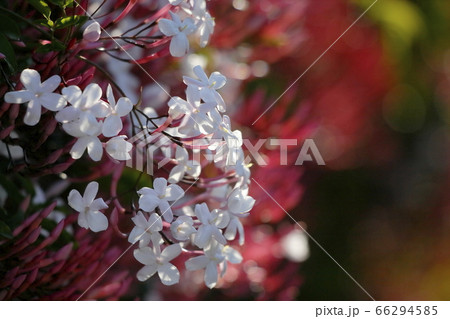 ハゴロモジャスミン 66294585