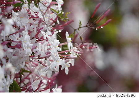 ハゴロモジャスミン 66294596