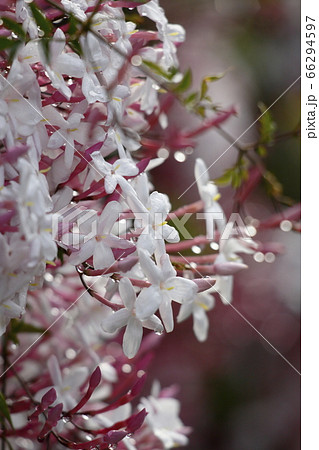 ハゴロモジャスミン 66294597
