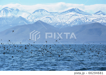 知床の山並みとミズナギドリの群れ（北海道・羅臼沖） 66294681