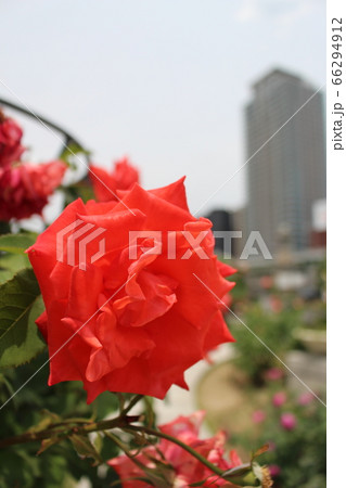バラ 薔薇 中之島公園 大阪市 花言葉 春 癒しの写真素材